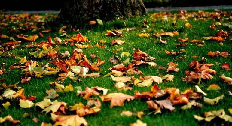 Fallen_Leaves_by_facella