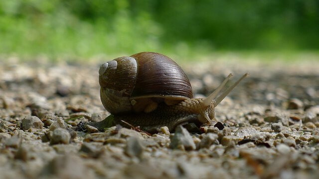 Weinbergschnecke