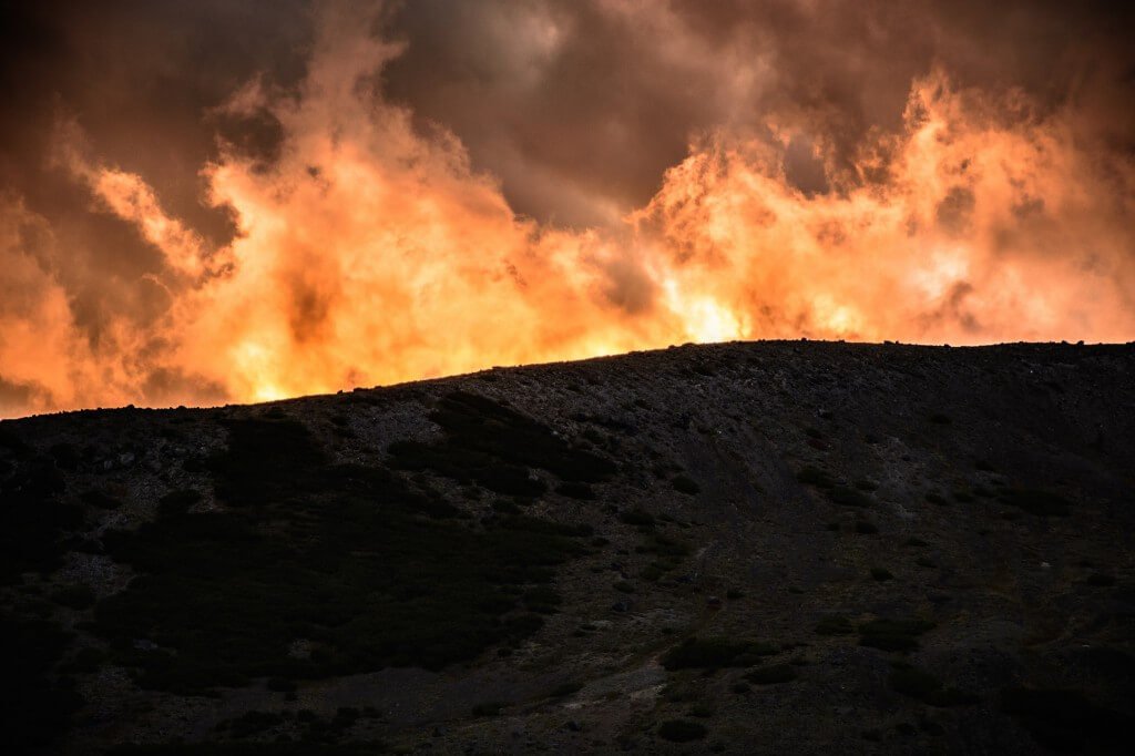 NeonWilderness20102014-2