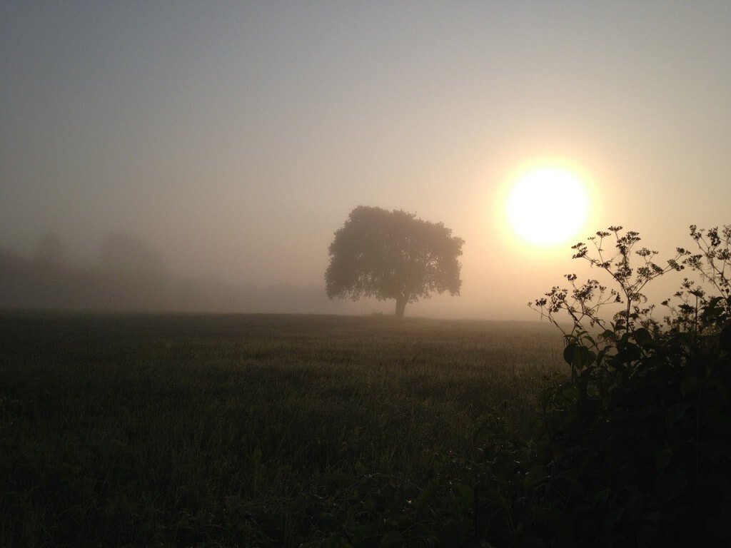 Morgensonne, Nebel