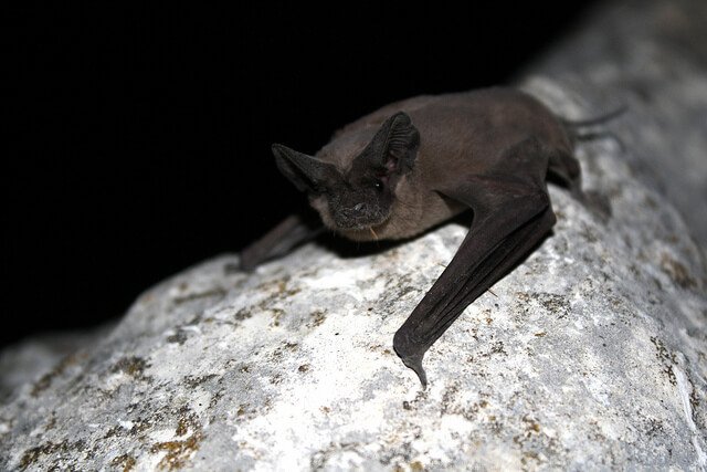 Fledermaus